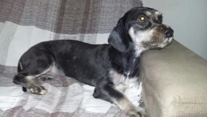 Cachorro ra a Daschund c/ Lhasa?? Mestiça idade 1 ano nome Babi