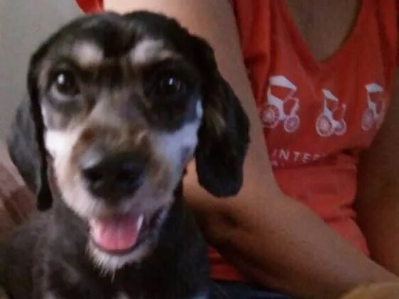 Cachorro ra a Daschund c/ Lhasa?? Mestiça idade 1 ano nome Babi