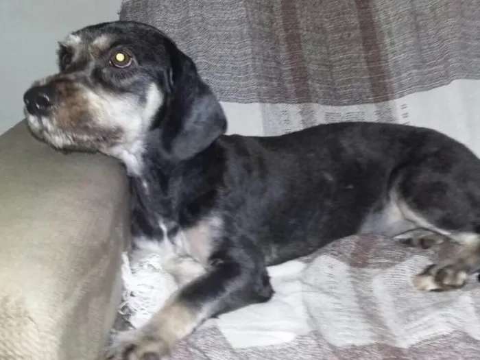 Cachorro ra a Daschund c/ Lhasa?? Mestiça idade 1 ano nome Babi