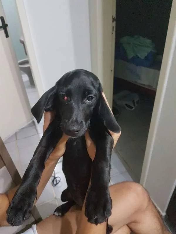 Cachorro raça SRD idade 7 a 11 meses nome Maggie