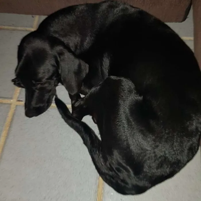 Cachorro raça SRD idade 7 a 11 meses nome Maggie