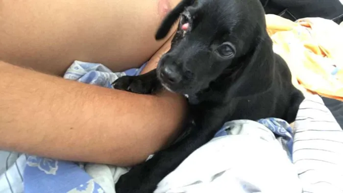 Cachorro raça SRD idade 7 a 11 meses nome Maggie