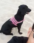 Maggie