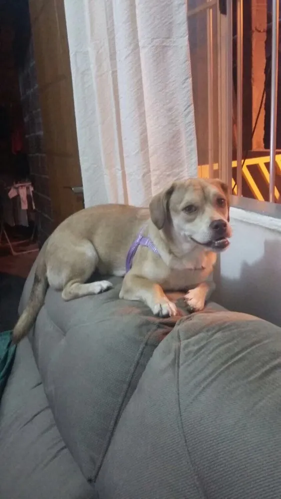 Cachorro ra a Srd idade 1 ano nome Branquinha