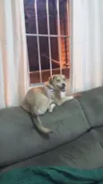 Branquinha