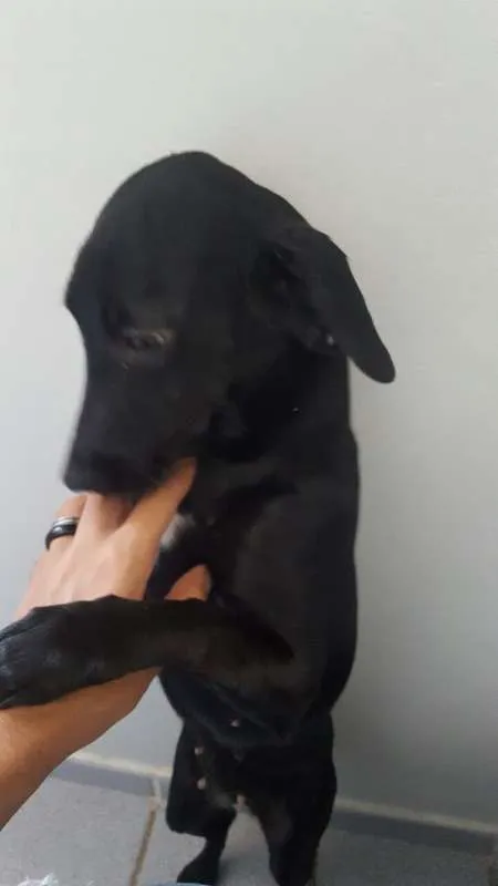 Cachorro raça SRD idade 7 a 11 meses nome Maggie