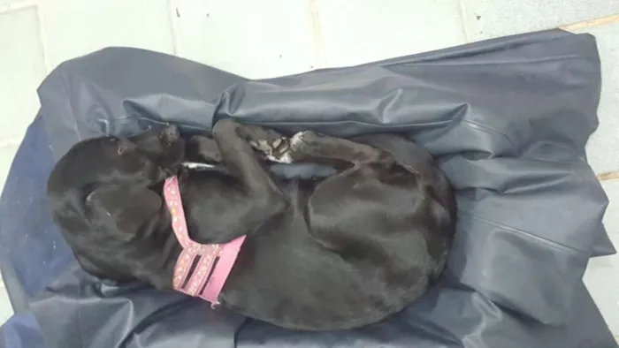 Cachorro raça SRD idade 7 a 11 meses nome Maggie