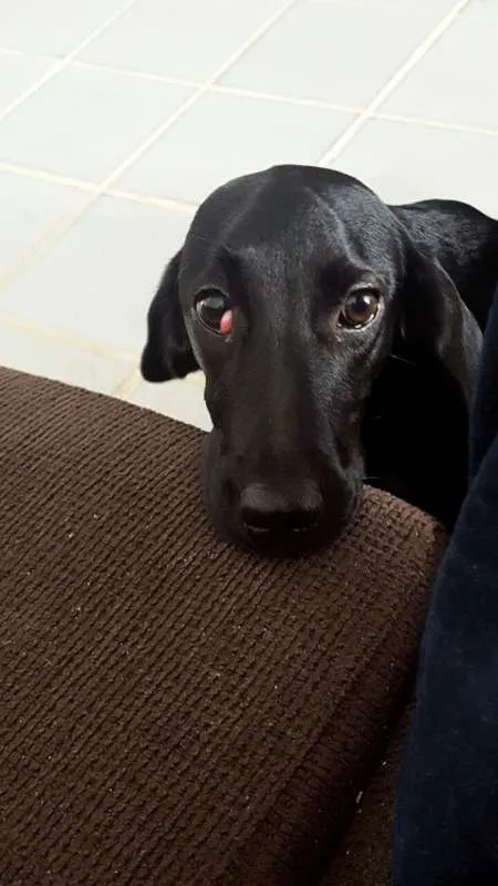 Cachorro raça SRD idade 7 a 11 meses nome Maggie