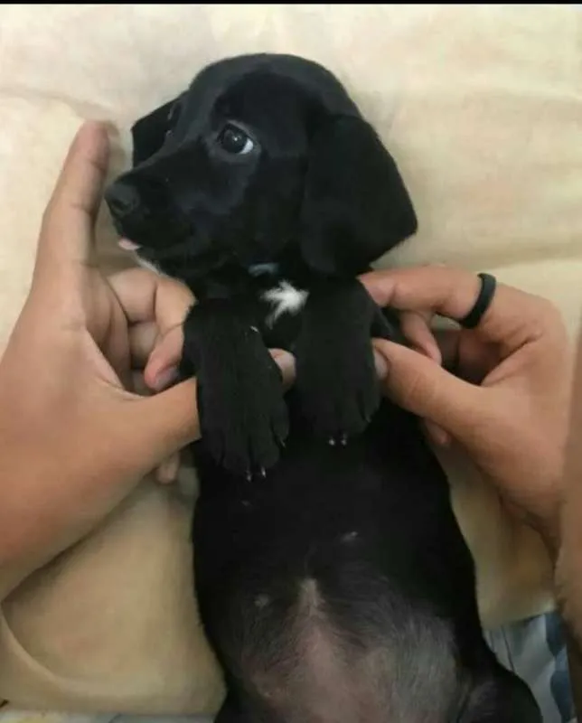 Cachorro raça SRD idade 7 a 11 meses nome Maggie