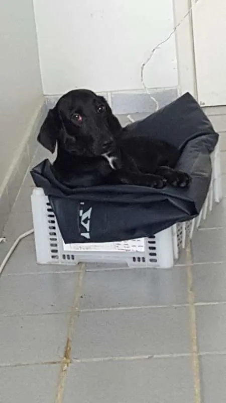 Cachorro raça SRD idade 7 a 11 meses nome Maggie