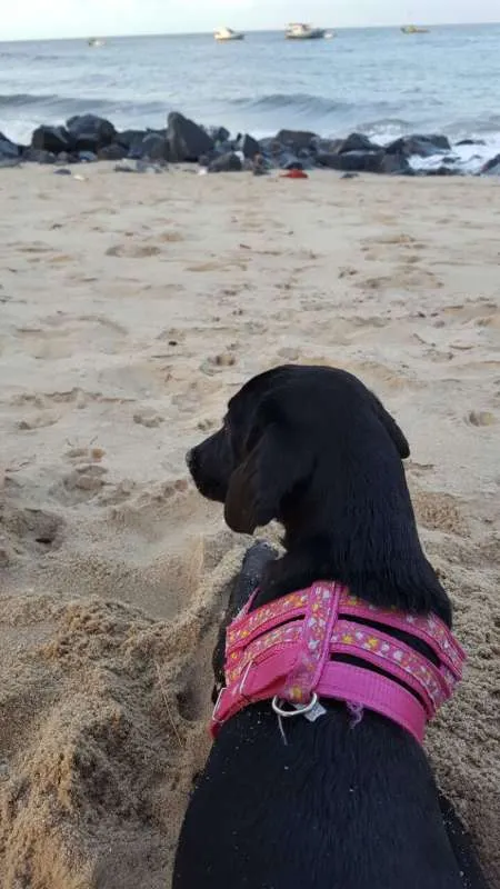 Cachorro raça SRD idade 7 a 11 meses nome Maggie