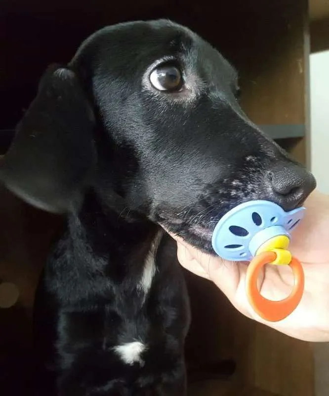 Cachorro raça SRD idade 7 a 11 meses nome Maggie