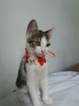 KIKA E KIKI