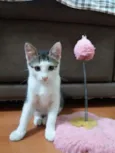 KIKA E KIKI