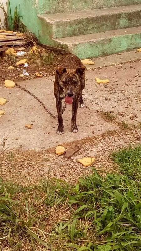 Cachorro ra a SRD idade  nome Luma