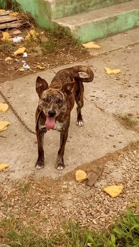 Cachorro ra a SRD idade  nome Luma