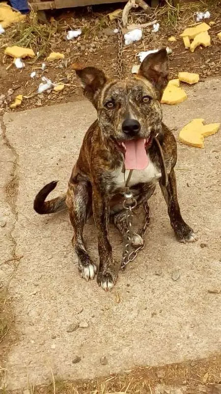 Cachorro ra a SRD idade  nome Luma