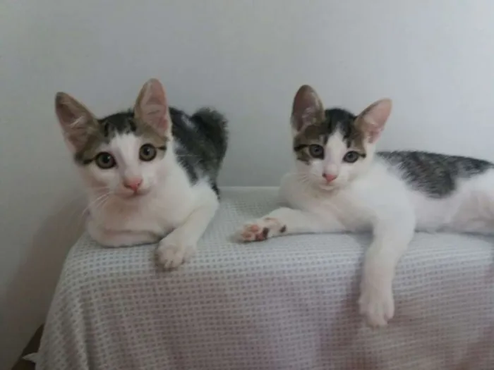 Gato ra a SRD idade 2 a 6 meses nome KIKA E KIKI