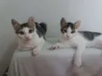 KIKA E KIKI
