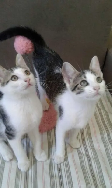 Gato ra a SRD idade 2 a 6 meses nome KIKA E KIKI