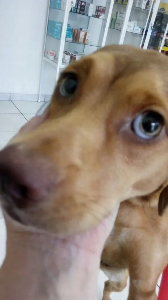 Cachorro ra a Srd idade 1 ano nome Gigi