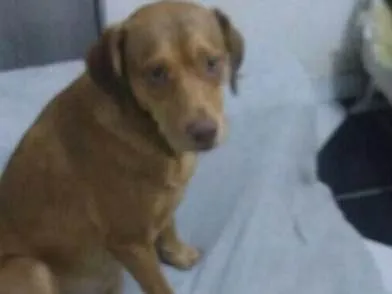 Cachorro ra a Srd idade 1 ano nome Gigi