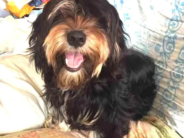 Cachorro ra a Daschund c/ Lhasa?? Mestiça idade 1 ano nome Babi