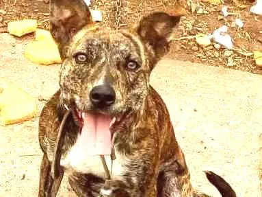 Cachorro ra a SRD idade  nome Luma