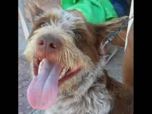 Cachorro raça SRD idade 1 ano nome Billy