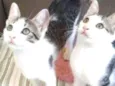 KIKA E KIKI