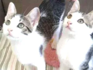 Gato raça SRD idade 2 a 6 meses nome KIKA E KIKI