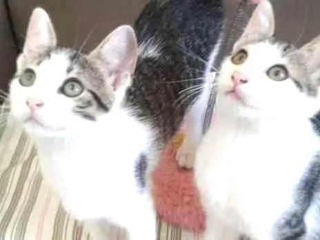 Gato ra a SRD idade 2 a 6 meses nome KIKA E KIKI