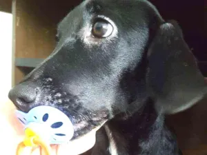 Cachorro raça SRD idade 7 a 11 meses nome Maggie