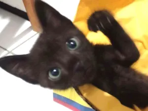 Gato raça SRD idade Abaixo de 2 meses nome Margô