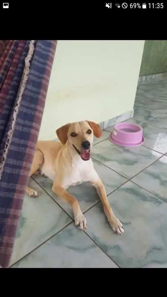 Cachorro ra a Srd idade 1 ano nome Kirra