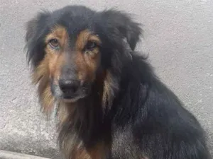 Cachorro raça Rnd idade 4 anos nome Diego