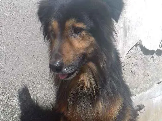 Cachorro ra a Rnd idade 4 anos nome Diego