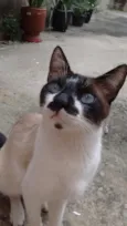 Miau