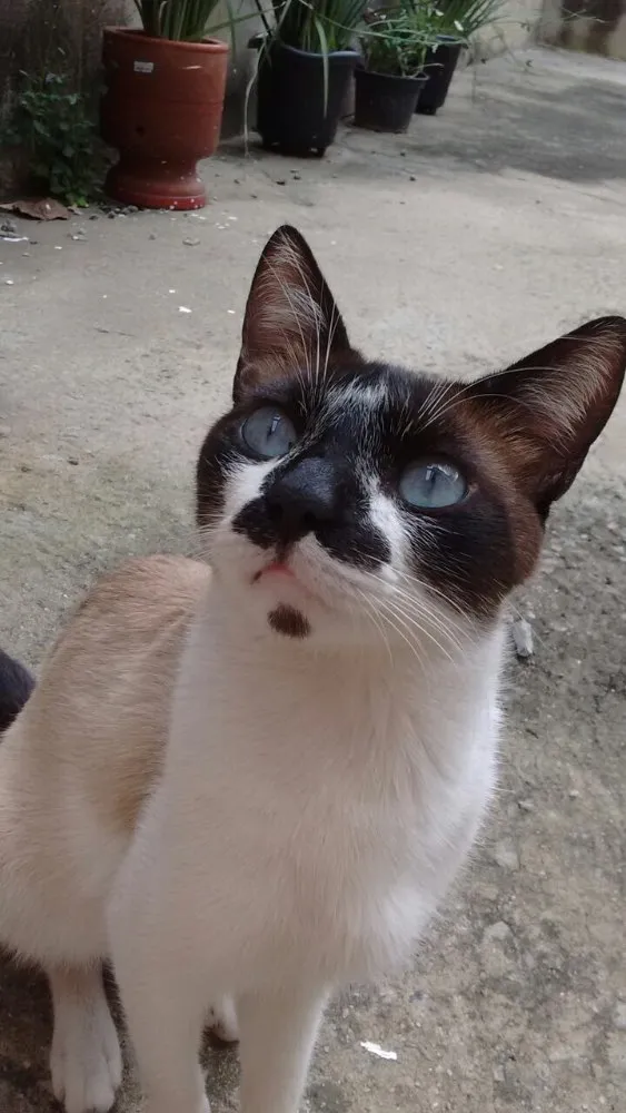 Gato ra a  idade 1 ano nome Miau