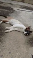 Miau