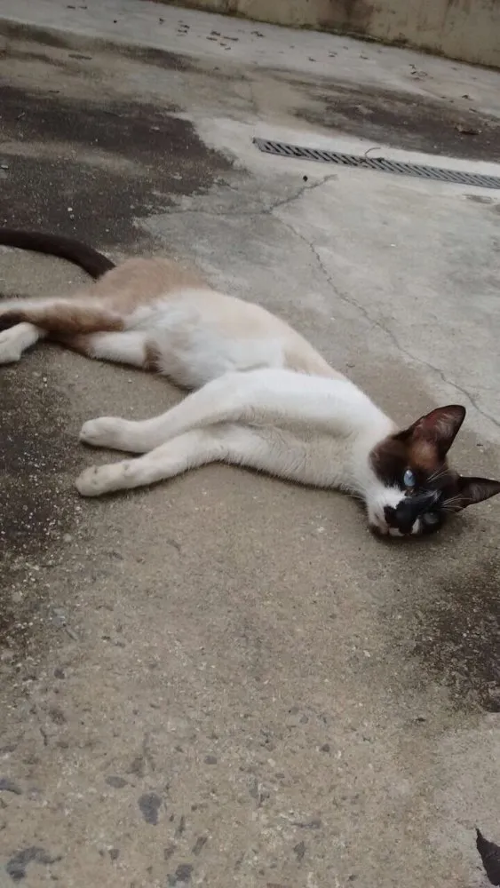 Gato ra a  idade 1 ano nome Miau