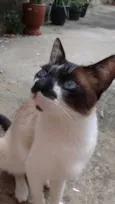 Miau