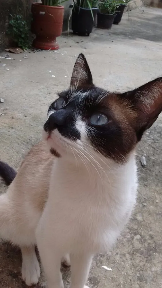 Gato ra a  idade 1 ano nome Miau