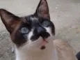 Miau
