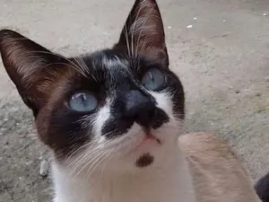 Gato raça  idade 1 ano nome Miau