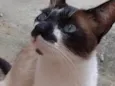 Miau