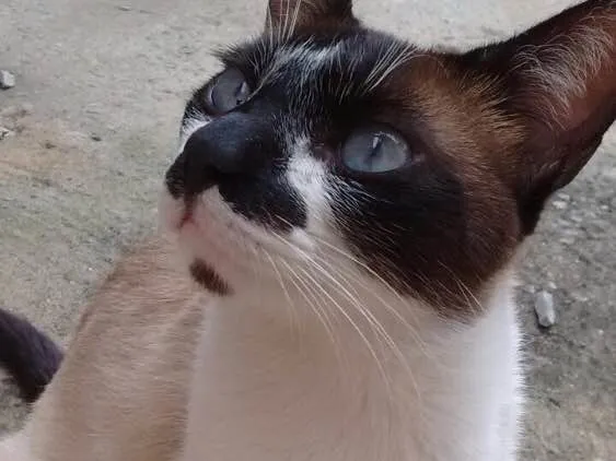 Gato ra a  idade 1 ano nome Miau