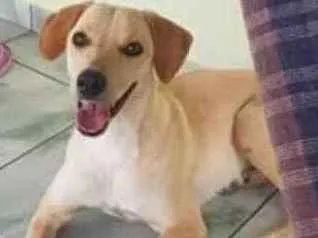 Cachorro raça Srd idade 1 ano nome Kirra
