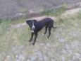 neguinho