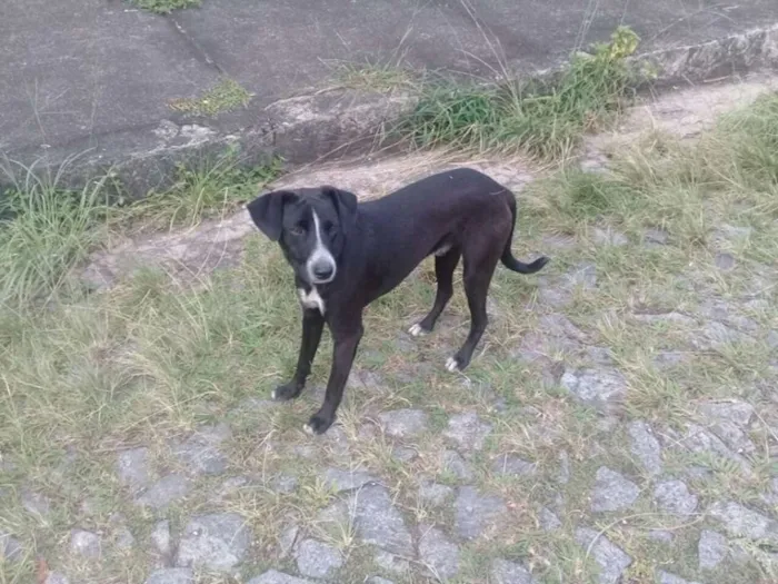 Cachorro raça vira lata idade 2 a 6 meses nome neguinho